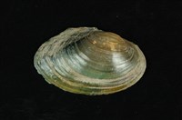 藏品(圓蚌)的圖片